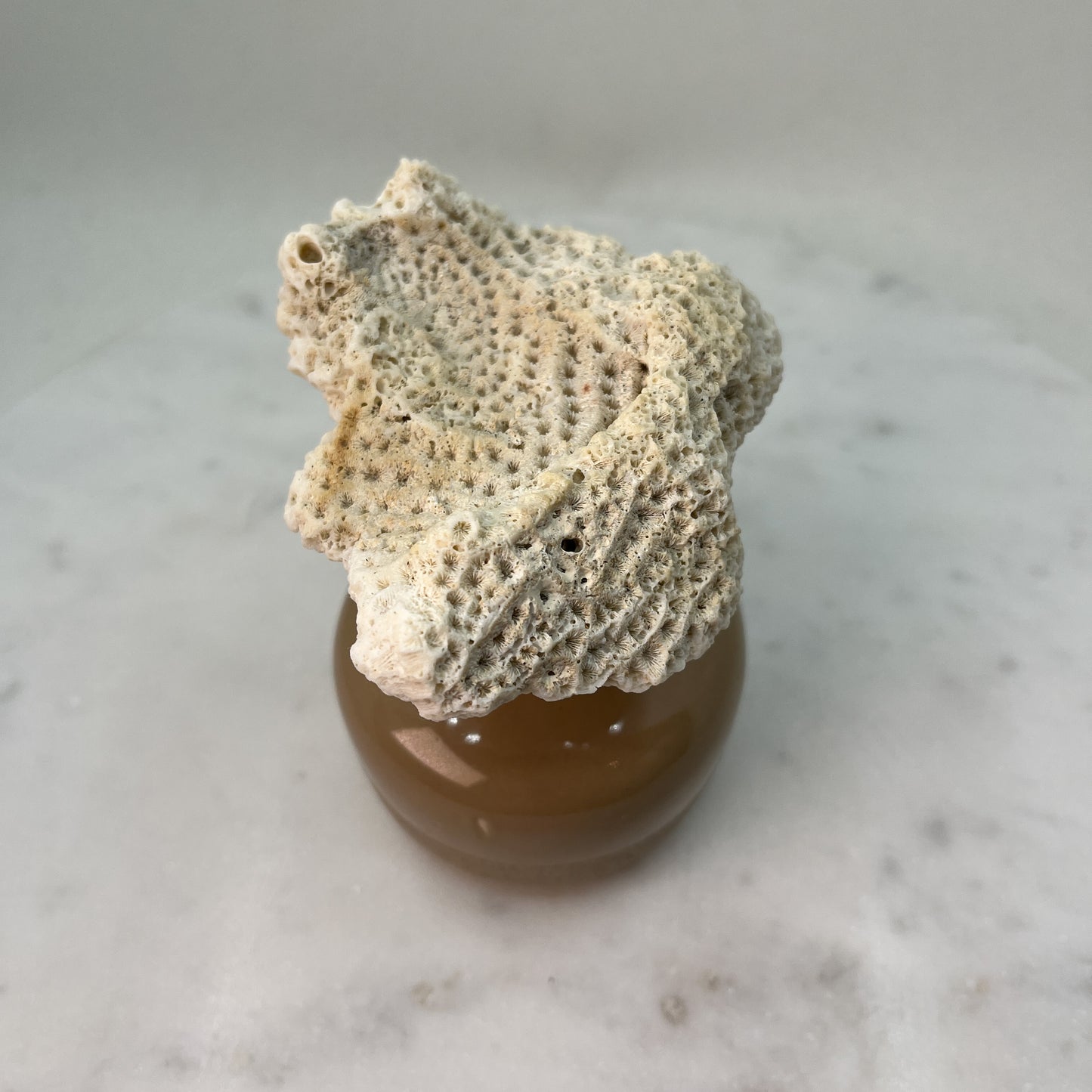 Unique Coral Diffuser Stone 🏝️