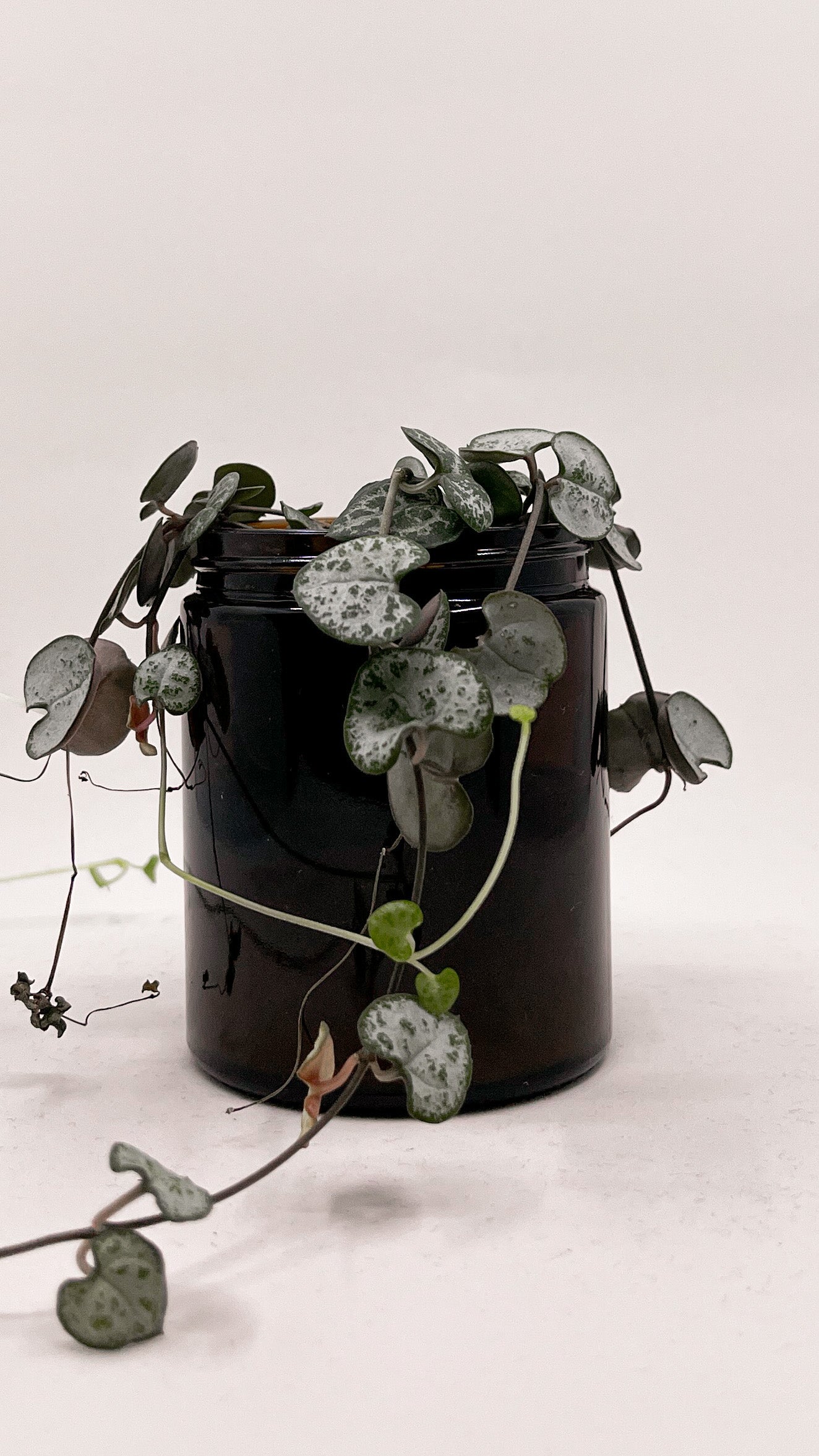 Sustainable containers that can be re-used and re-cycled. Here as a flower pot. 